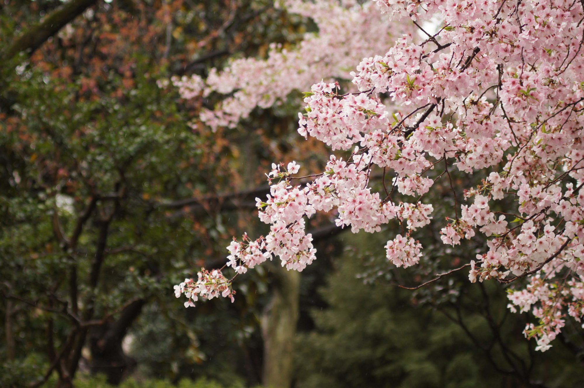 Spring Blossoms