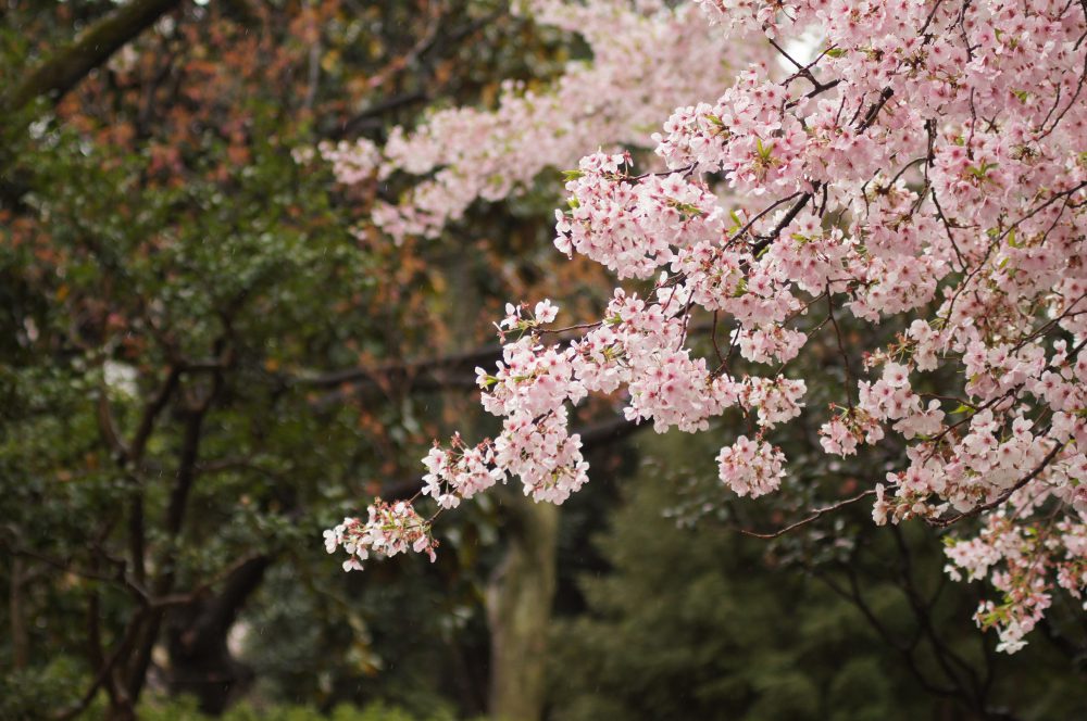 Cherry blossoms